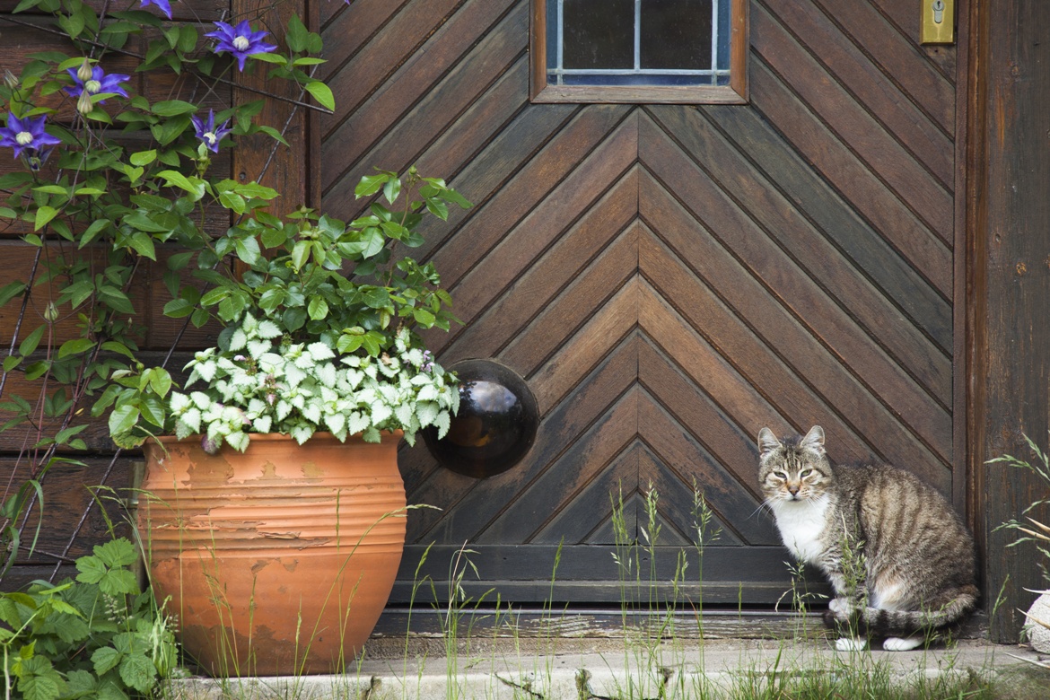 cat boarding