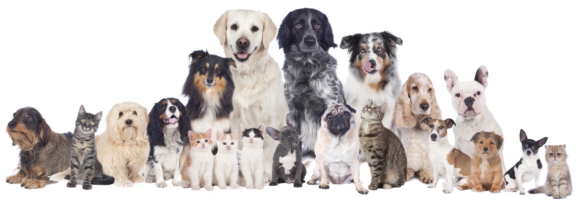 dog boarding
